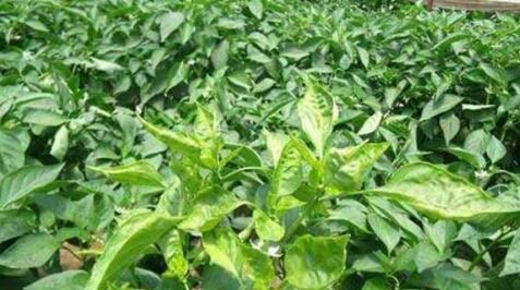 辣椒苗叶向下卷叶后干枯怎么回事,怎么治辣椒卷叶