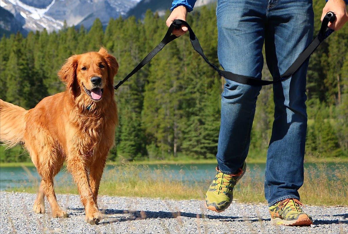 如何帮狗狗度过生理期公狗,50天左右的狗狗该怎么养怎么训练