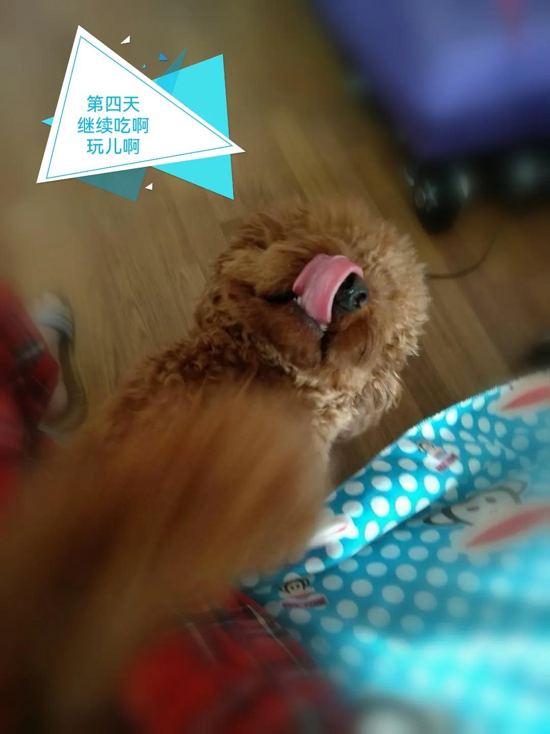 国庆七天乐毕福剑主持,国庆七天乐已经正式拉开帷幕