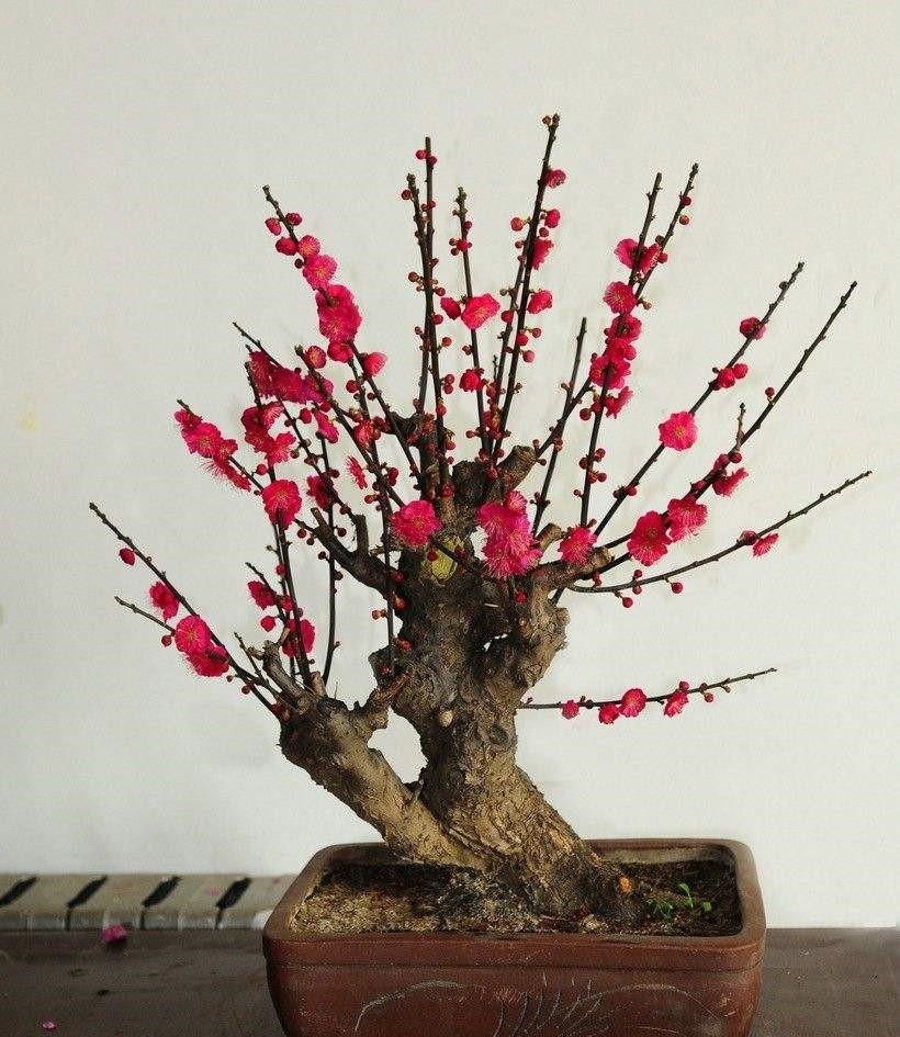 红梅多肉冬天最低多少度适合养,红梅冬天在院子里能过冬吗