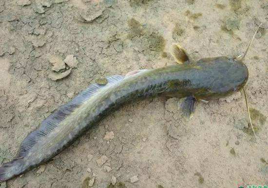 三大公认最脏的鱼鲶鱼,鲶鱼这么脏为什么还能吃