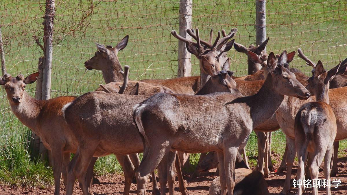 鹿茸养生小知识,鹿茸基本常识介绍