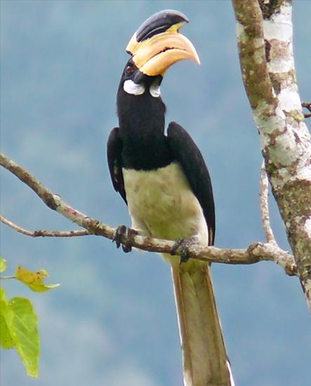 东江揽胜,惠州淡水常见鸟类图谱