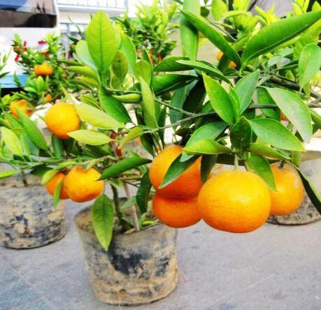 既能观花又观果的花卉盆栽,可在室内养的观果盆栽有哪些