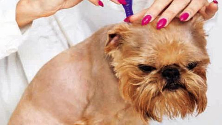 5招手把手教你如何防治跳蚤