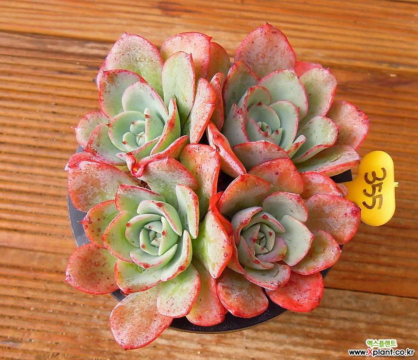 1000种多肉植物图鉴大全大图,景天科1000种多肉植物图鉴