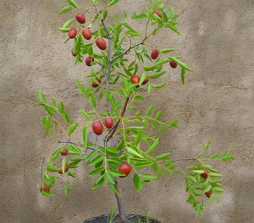 农村后院适合种啥树,家里种哪五种树可以旺家多子多福