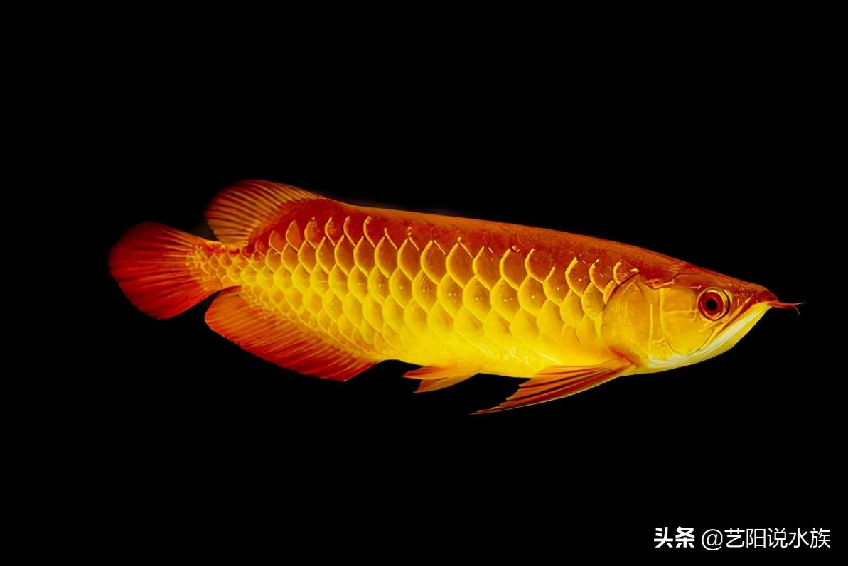 龙鱼要怎么看上灯,龙鱼用什么灯效果最好