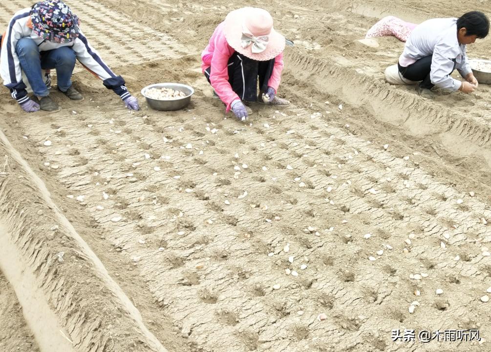 大蒜打什么药防冻害,大蒜叶子受冻害怎么治