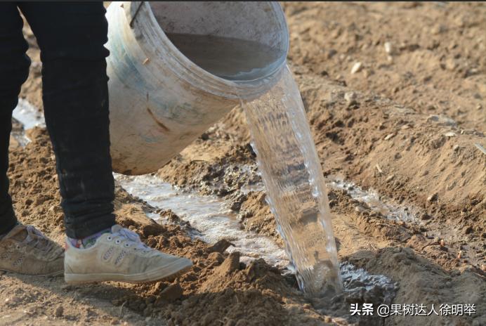 桃树种子播种繁殖的还需要嫁接吗,六月嫁接春季栽的小桃树可以吗