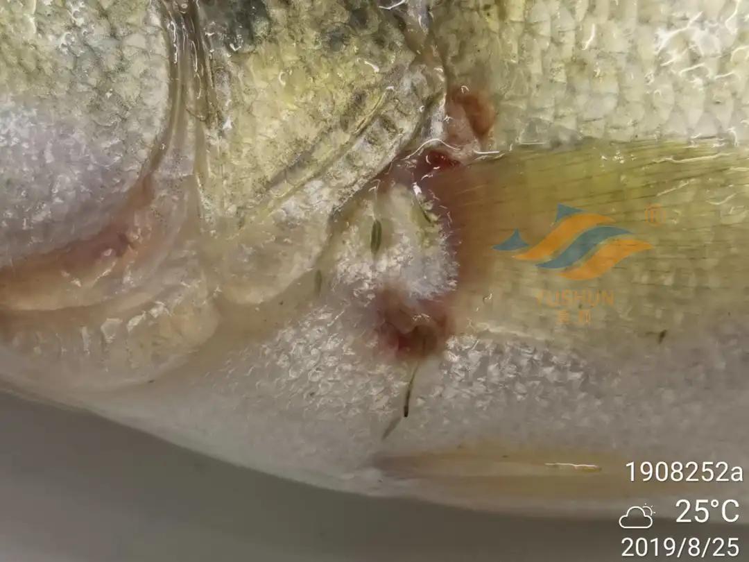 加州鲈常见病害及临床表现,加州鲈黑斑病