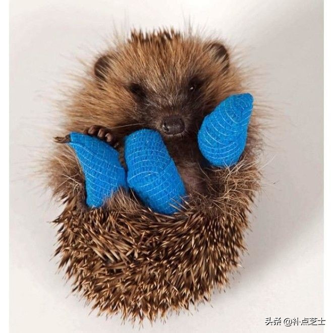 关于刺猬的小知识,宠物刺猬的冷知识