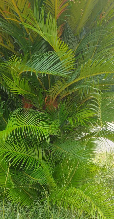 铁树分公铁树母铁树吗,铁树有雄铁树和雌铁树