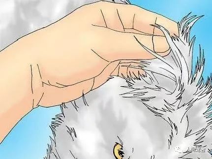 狗狗疥螨和疥癣的区别,判断狗狗得疥螨最简单的方法