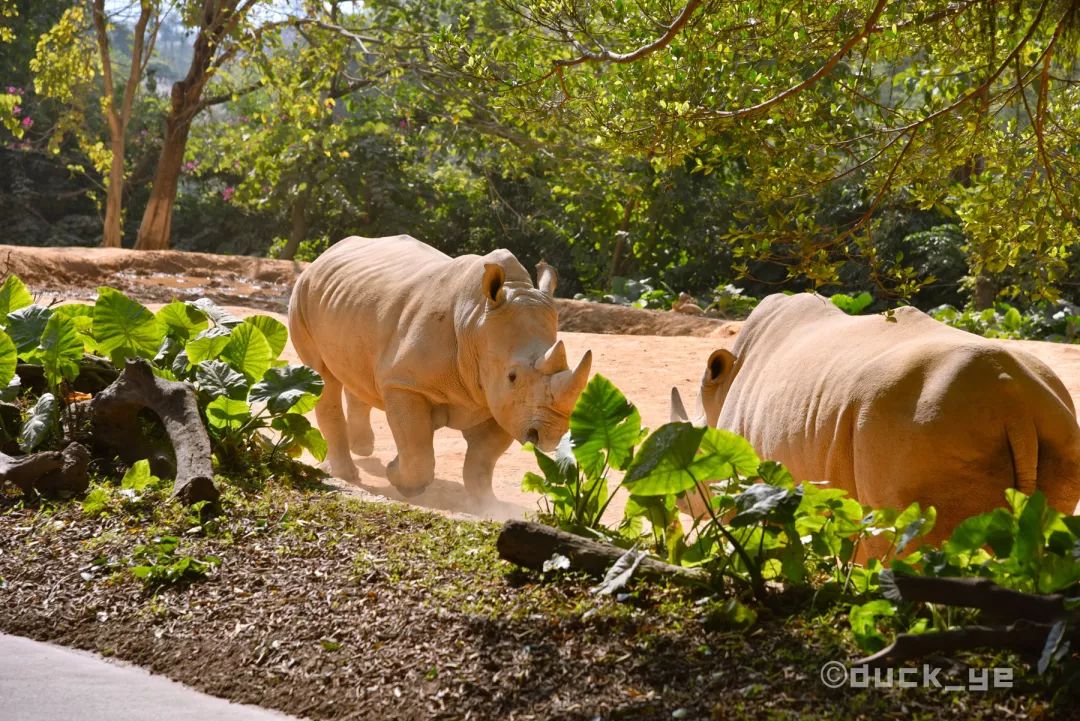 去广州长隆野生动物世界学到什么,5.1广州长隆野生动物攻略