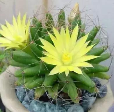 各国国花展示视频,各国国旗国徽国花