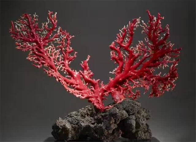 这10种文玩都是违禁品最好别碰,国家明令禁止的文玩有了会如何