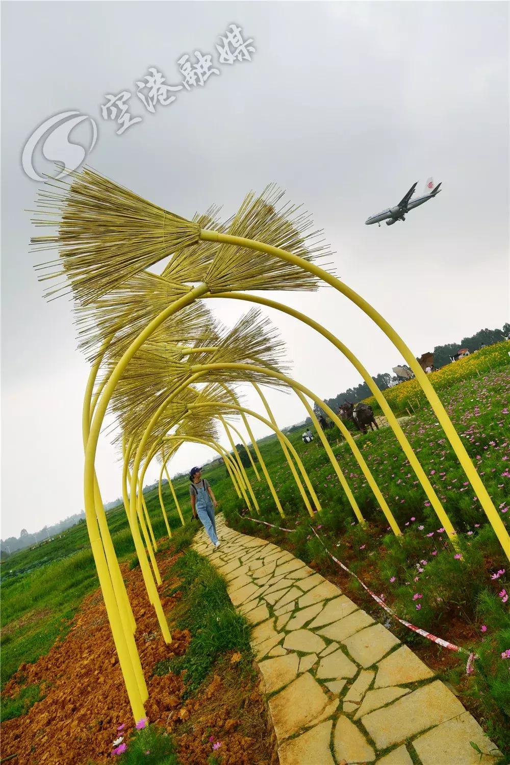 双流哪里可以赏花看飞机,双流附近赏花攻略路线