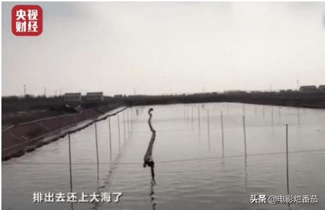 央视315曝光汉堡王完整版,315晚会曝光的海参