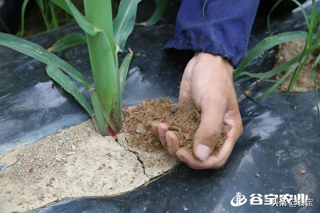 谷宝“六不用”——生态农业的初心与坚守