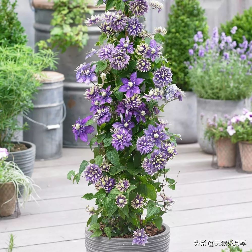 铁线莲折扣,铁线莲哪款值得入手