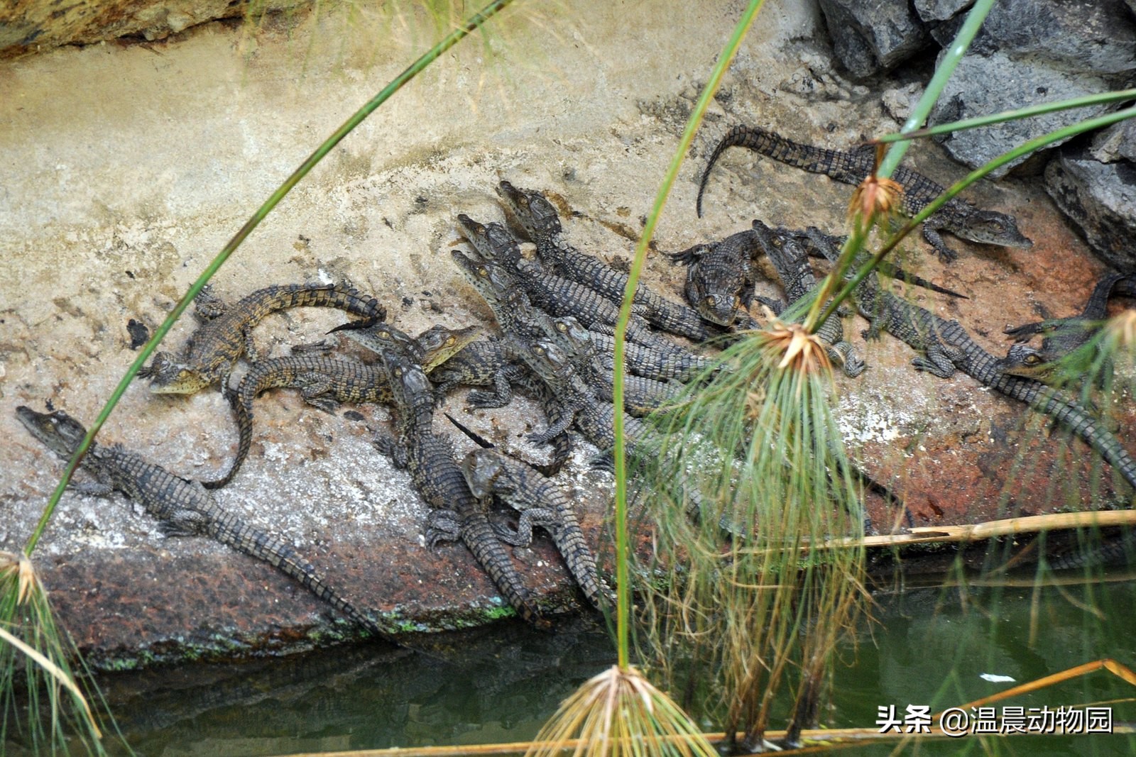 鳄鱼是冷血动物真的养不熟嘛,最大的鳄鱼湾鳄和尼罗鳄
