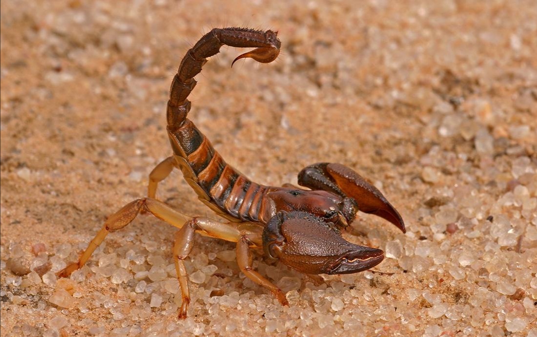 蝎子王的可怕之处,蝎子王都有哪些