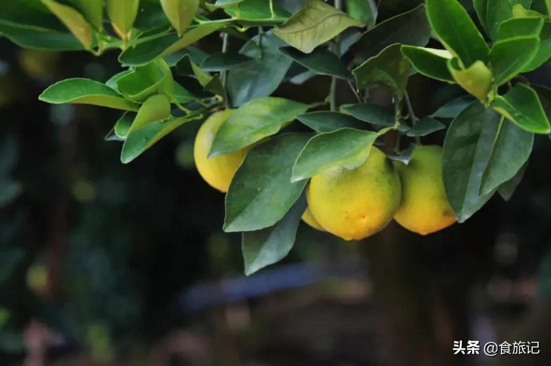 褚橙属于柑类吗,褚橙什么时间成熟