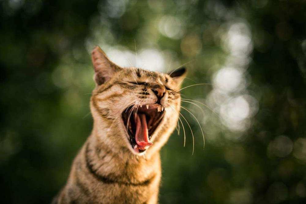 为什么雄性猫要长倒刺，在繁衍时故意刮伤雌性？这倒刺可不简单