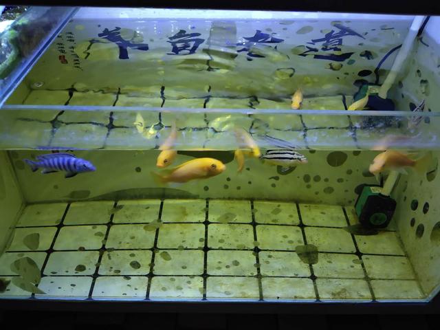 鱼缸正常水色,鱼缸出现褐藻说明水质如何