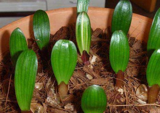 君子兰红果子怎么发芽,君子兰砍头后从中间芽心又长出来