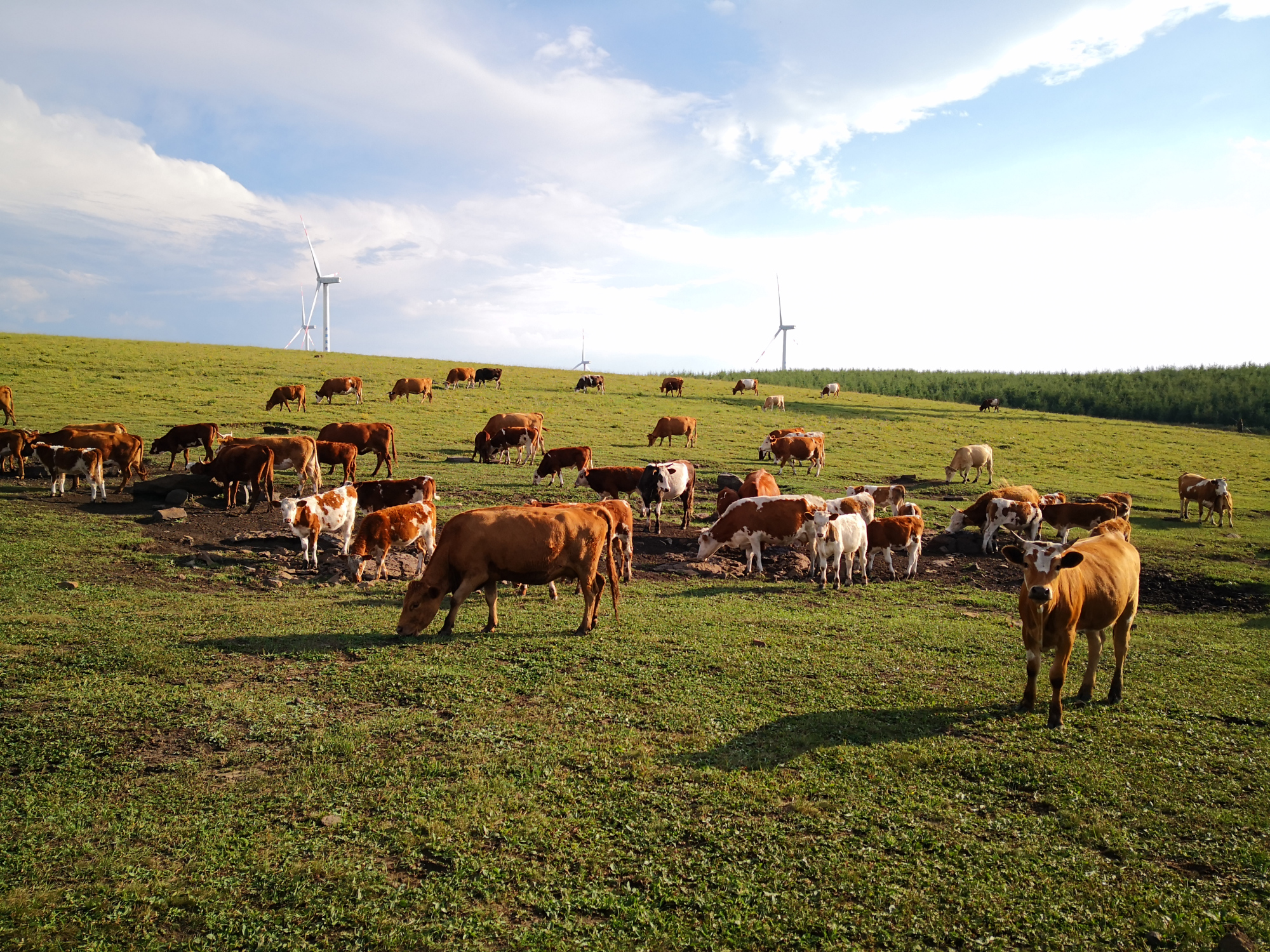 乌兰布统和红松洼哪个更值得去,辽宁乌兰布统草原旅游