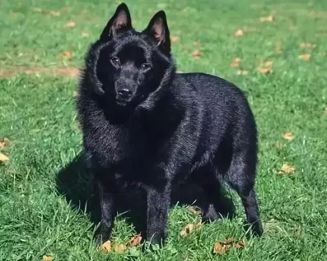 每日一犬爱尔兰猎狼犬,西帕基犬优缺点及性格特征介绍