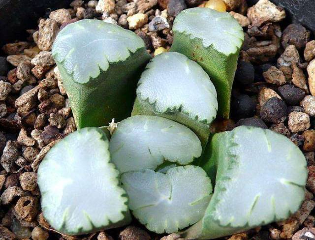 多肉植物好养又容易开花,长相怪异的9种多肉植物