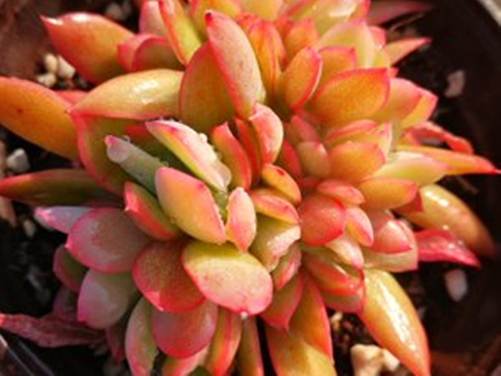 多肉晒伤后怎么处理,多肉被晒伤了怎么补救