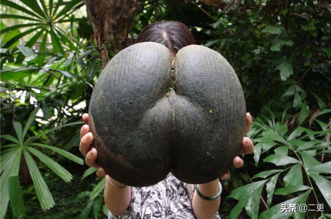 花50万吃遍世界水果，险些丧命，“水果猎人”是个什么职业？