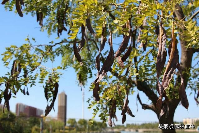 皂角树叶子枯萎发干如何治疗,皂角树掉叶子是什么原因