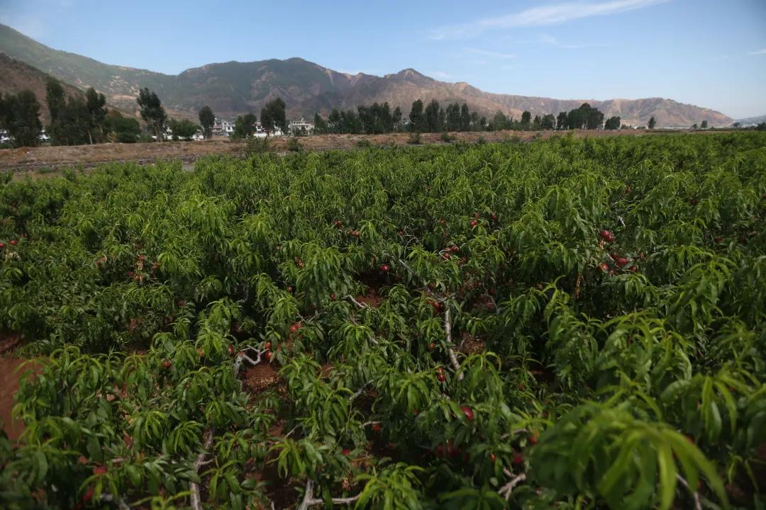 红红油桃挂枝头,这个五月“桃”你欢心