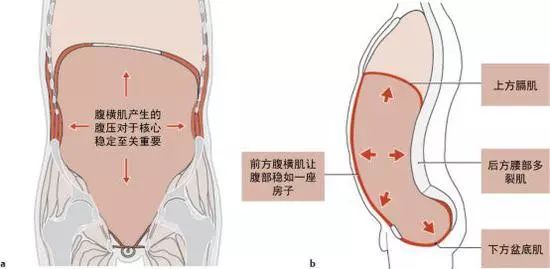 盆底肌很重要吗,盆底肌汤唯