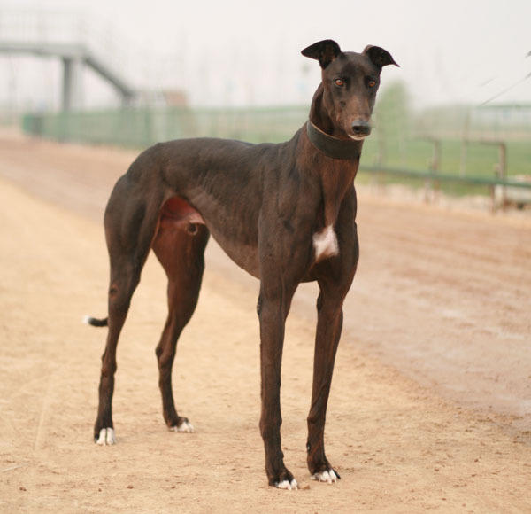 中国有什么名贵的狗,俄罗斯名贵狗价格