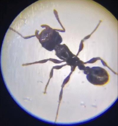 小米便携式显微镜,堪比望远镜的手机2000以下