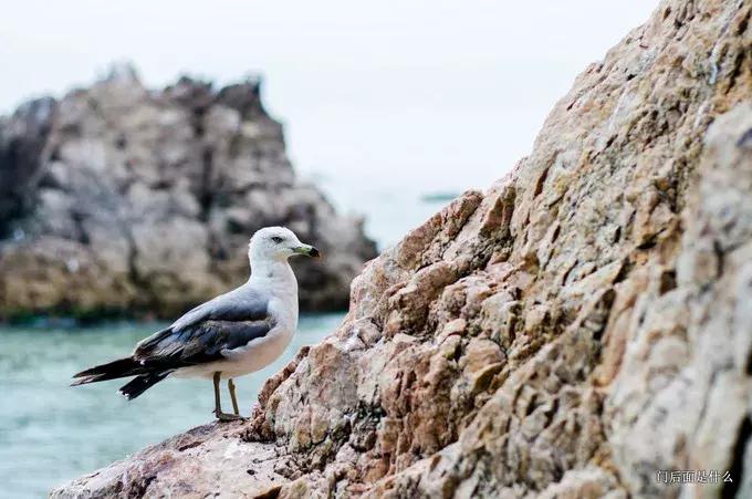 「游记」拒绝下海煮饺子,个人承包个海岸线,简直不要太爽