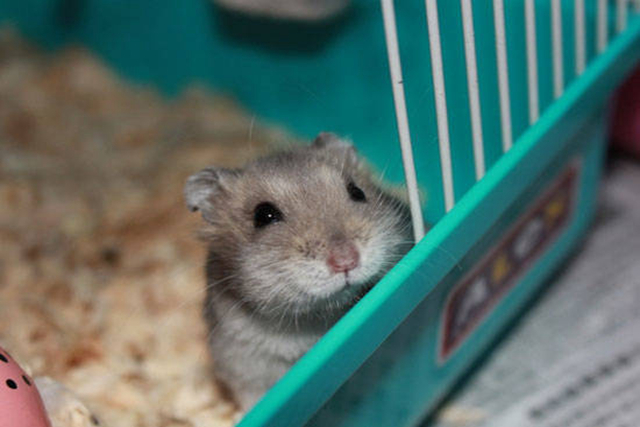 如何给仓鼠做磨牙棒无五谷粉,仓鼠用什么东西能做磨牙棒更省钱