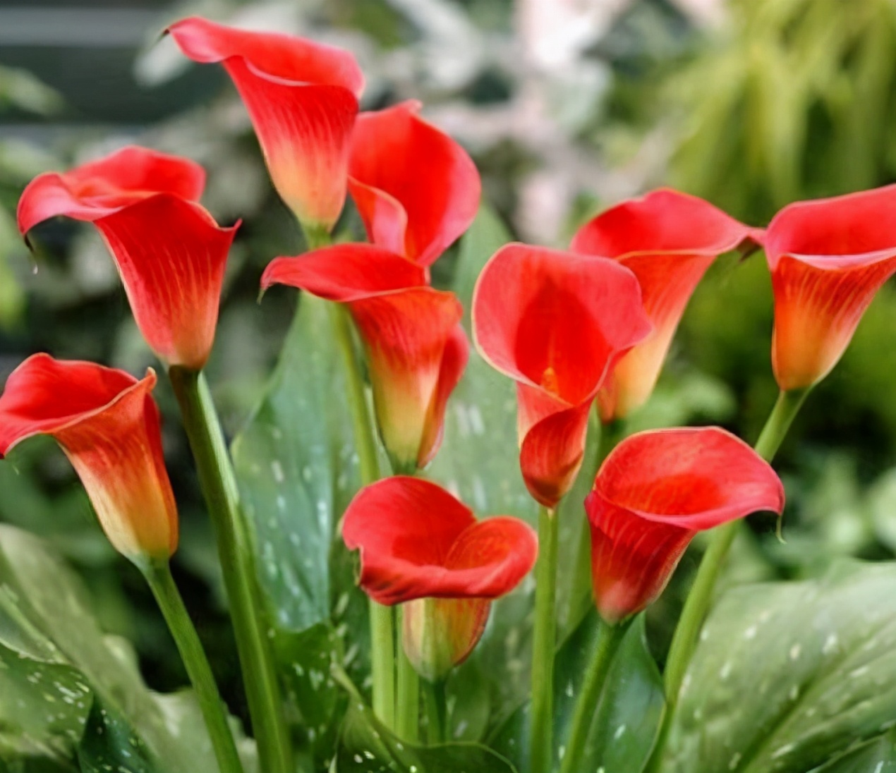 盆栽马蹄莲冬季养殖方法,这几款花卉养在家里清新脱俗