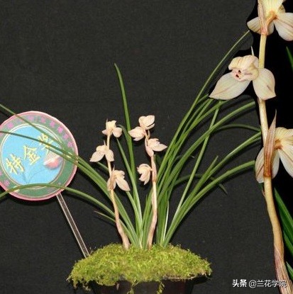 兰花莲瓣兰花好月圆,兰花鉴赏莲瓣兰五朵金花