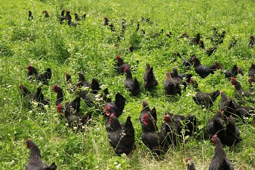 湘佳牧业养鸡加盟流程,跟湘佳牧业合作养鸡怎么样