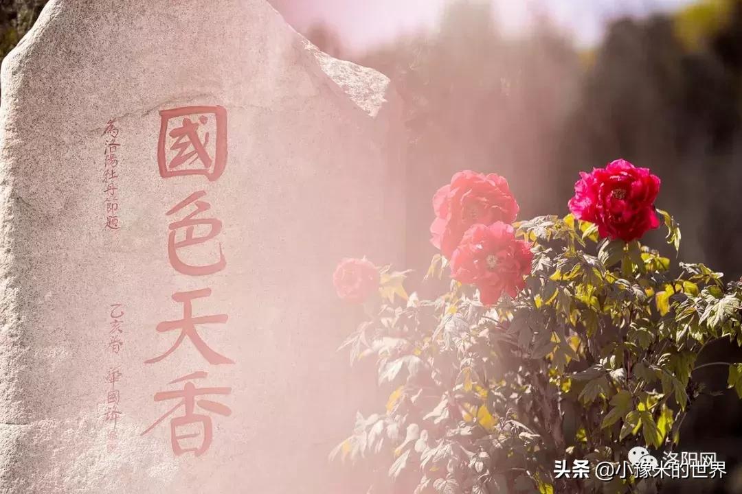 河南洛阳发布最新通知,洛阳牡丹花会向全世界发出邀请