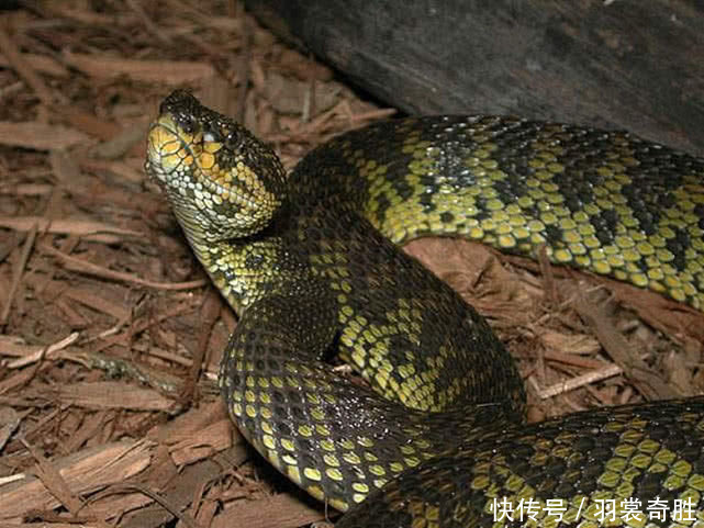 最凶残的毒蛇是谁,全球攻击性最强的毒蛇