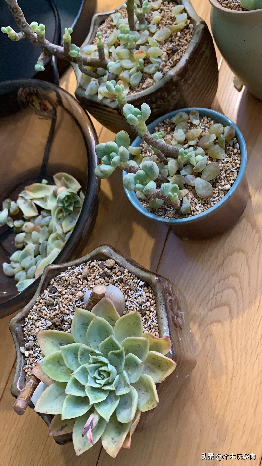 预防多肉化水用的药,多肉防止化水的药