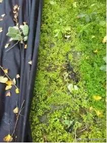 怎么除草又快又省力,除草用什么方法最省钱